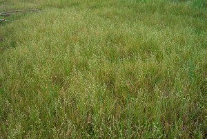Salt-lake Tussock-grass population