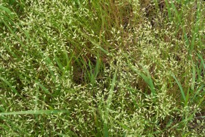 Salt-lake Tussock-grass population