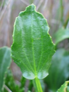 Salt Lawrencia leaf