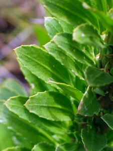Salt lawrencia - leaves and flower spike