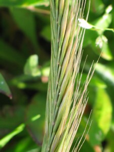 Sand Fescue flower-head showing one-sided spikelet arrangement