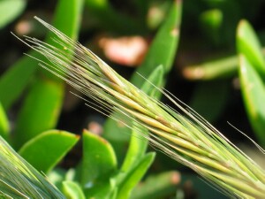 Maturing spikelets of Sand Fescue