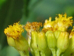 Flowers of Scented Groundsel