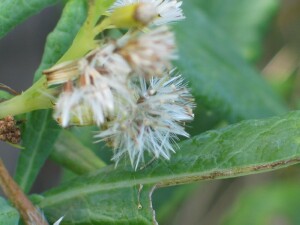 Scented Groundsel fruit with attached pappus hairs