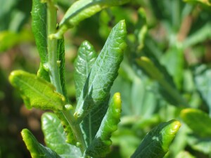 Leaves of Scented Groundsel