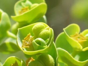 Sea Spurge Flower-head showing yellow anthers surrounding the stigma, a developing fruit and a newly developing involucre
