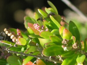 Young and mature flower heads of Seaberry Saltbush