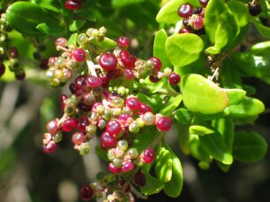 Seaberry Saltbush fruit