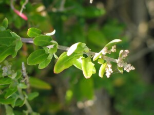 Leaved branch of Seaberry Saltbush