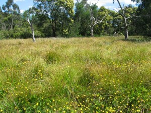 A field of Tall Sedge