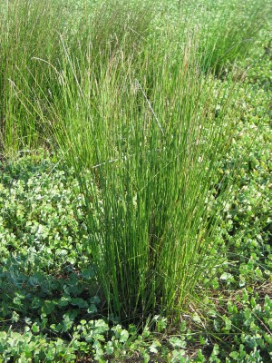 A large tussock forming Sedge plant