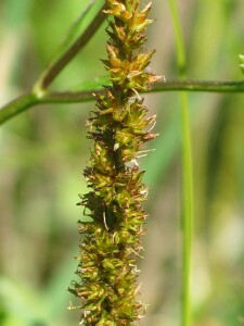 Young flower-head of Tall Sedge
