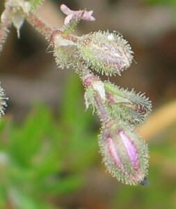 Short stem Sand-spurrey - flower buds