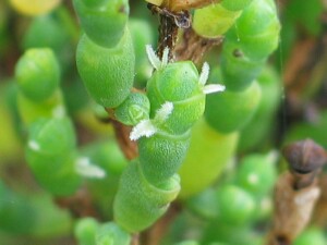 Shrubby Glasswort female flowers showing stigmas
