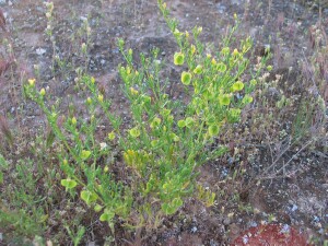 Plant of Shrubby Twin-leaf