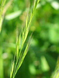 Flower-head of Squirrel-tail Fescue