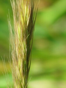 Rat's-tail Fescue spikelets