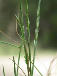 Slender Barb-grass - flower spikes