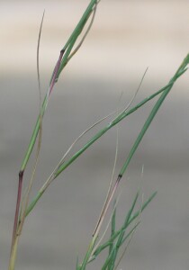 Slender Barb-grass - stems