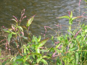 Plants of Slender Knotweed by water's-edge