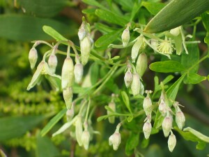 Flower buds of Small-leaved Clematis