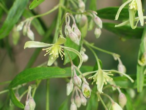 Small-leaved Clematis flowers