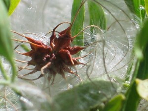 Small-leaved Clematis fruit1