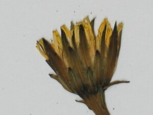 Flower-head of Smooth-cat's ear 