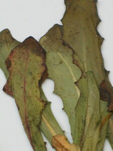 Leaves of Smooth-cat's ear 