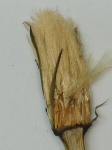 Developing seed of Smooth-cat's ear 