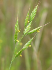 Young flowerheads of Soft Brome