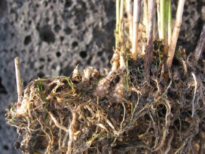 Rhizome of Southern Cane-grass
