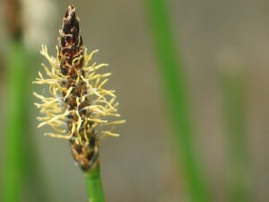 Common Spike-rush flower spike