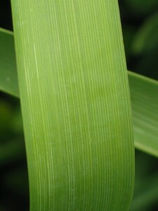 Spiny-head Mat-rush leaf