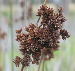 Mature flower cluster of Spiny Rush showing open capsules