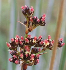 Flowering cluster of Spiny Rush showing red anthers