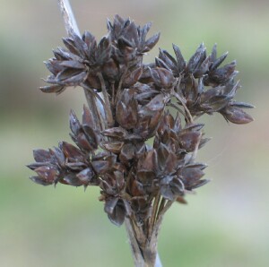 Old weathered flower cluster of Spiny Rush