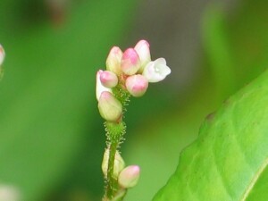 Spotted Knotweed flowers