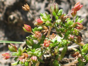 Leaves and flowers of Spreading Crassula