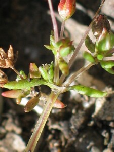 Stems and leaves of Spreading Crassula