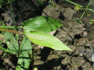 Leaves of Star Fruit