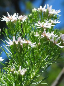 Sticky Daisy-bush flowers