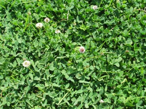 Ground-cover of Strawberry Clover