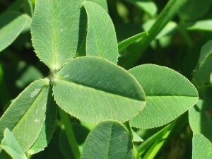 Leaves of Strawberry Clover