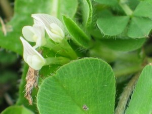 Flowers and leaves of Subterranean Clover
