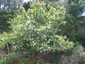 Sweet Bursaria tree