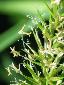 Florets of Sweet Vernal-grass with exserted anthers and stigmas