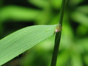 Ligule and leaf blade of Sweet Vernal-grass