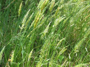 Sweet Vernal-grass in mixture of grasses