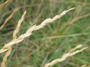 Mature spike of Tall Wheat-grass